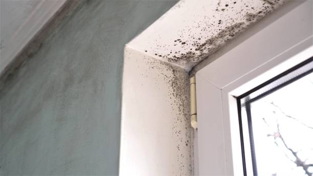 Best Mold Remediation for Vacation Homes  in Elmo, TX