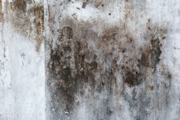 Best Airborne Mold Testing  in Elmo, TX