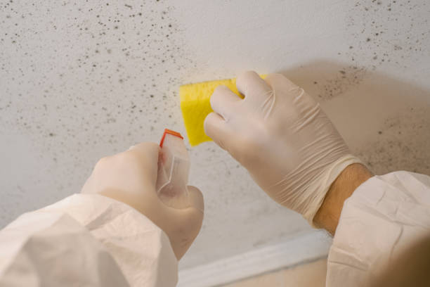 Best Mold Damage Restoration  in Elmo, TX