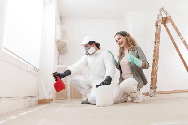 Trusted Elmo, TX Mold Removal Experts